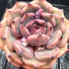 Real & Unique | Echeveria 'Purple Shadow'