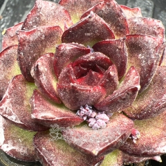 Real & Unique | Echeveria 'Dark Emperor'