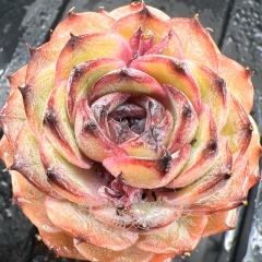 Real & Unique | Echeveria Onslow sp