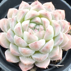 Real & Unique | Echeveria 'Bright moonlight'