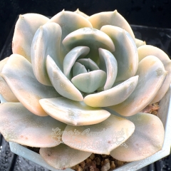 Real & Unique | Echeveria runyonii Rose ex Walther variegata