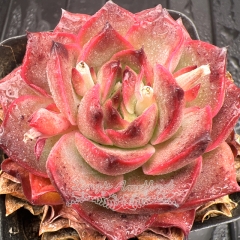 Real & Unique | Echeveria 'Scarlet Moon'