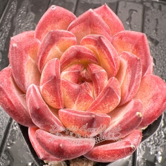 Real & Unique | Echeveria 'Daredevil'