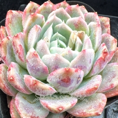 Real & Unique | Echeveria 'phantom color'