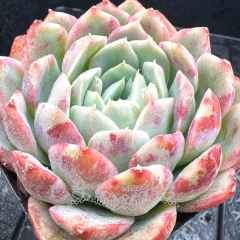 Real & Unique | Echeveria 'phantom color'