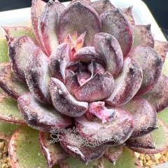 Real & Unique | Echeveria 'Purple Memories'