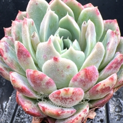 Real & Unique | Echeveria 'phantom color'