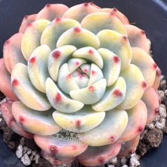 Real & Unique | Echeveria minima variegata