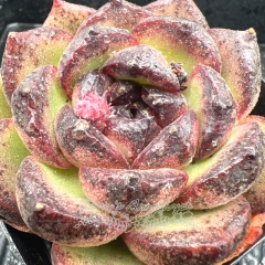 Real & Unique | Echeveria 'Chocolate balls'