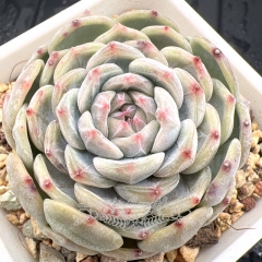 Real & Unique | Echeveria 'White Lover'