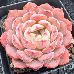 Real & Unique | Echeveria 'magpie fairy'