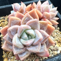 Real & Unique | Echeveria 'first love'