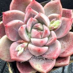 Real & Unique | Echeveria 'rouge cloud'