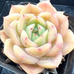 Real & Unique | Echeveria 'coiled peach'