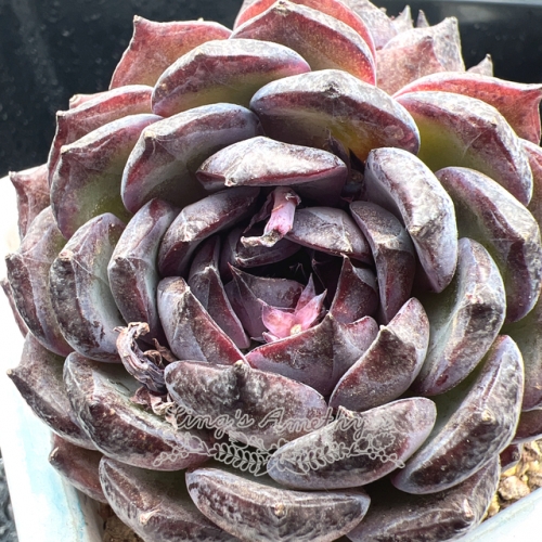 Real & Unique | Echeveria 'Blue enchantress'