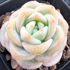 Real & Unique | Echeveria 'star jelly'