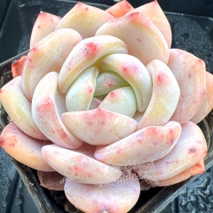 Real & Unique | Echeveria 'Pink Snow Angel'