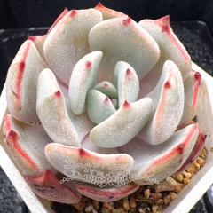 Real & Unique | Echeveria 'Snow Heron'