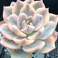 Real & Unique | Echeveria peacockii variegata