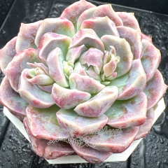 Real & Unique | Echeveria 'Iridescent princess'