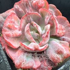 Real & Unique | Echeveria Rain Drops variegata