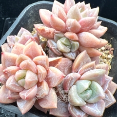 Real & Unique | Echeveria 'first love'