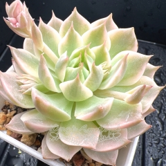 Real & Unique | Echeveria 'Margaret' variegata