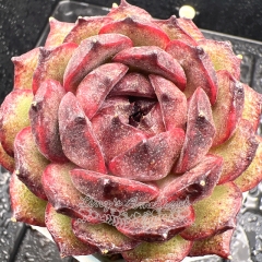 Real & Unique | Echeveria 'Black pomegranate'