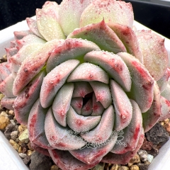 Real & Unique | Echeveria 'ice beauty'