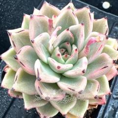 Real & Unique | Echeveria 'dotted line'