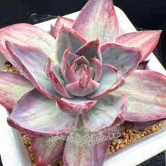 Real & Unique | Echeveria Casio Variegata