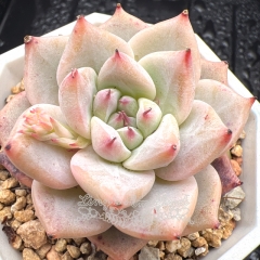 Real & Unique | Echeveria 'Mexican Giant' × Echeveria chihuahuaensis