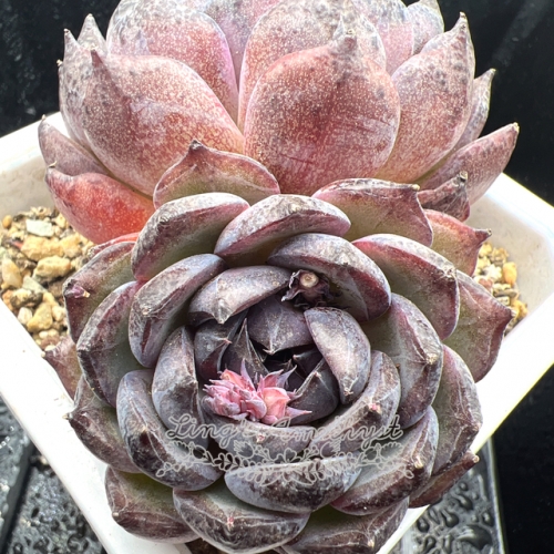 Real & Unique | Echeveria 'Blue enchantress'