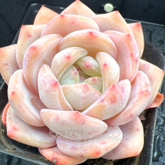 Real & Unique | Echeveria 'Pink Snow Angel'