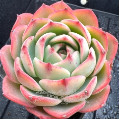 Real & Unique | Echeveria 'Flowery'