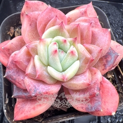 Real & Unique | Echeveria 'Cherry jelly'