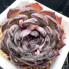 Real & Unique | Echeveria 'Blue enchantress'