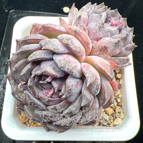 Real & Unique | Echeveria 'Blue enchantress'
