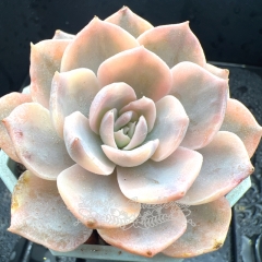 Real & Unique | Echeveria peacockii variegata