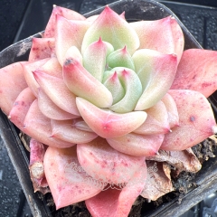 Real & Unique | Echeveria 'Cherry jelly'