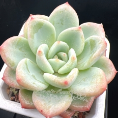 Real & Unique | Echeveria 'Matilda'