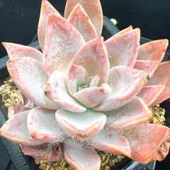 Real & Unique | Echeveria cante × Echeveria tolimanensis