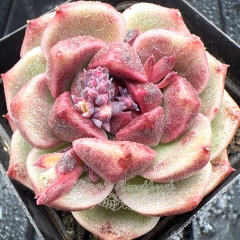 Real & Unique | Echeveria 'Garnet'