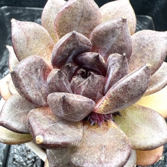 Real & Unique | Echeveria 'Devil Fruit'