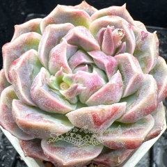 Real & Unique | Echeveria 'Iridescent princess'