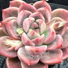 Real & Unique | Echeveria 'rouge cloud'