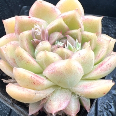 Real & Unique | Echeveria 'spring snow'