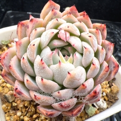 Real & Unique | Echeveria elegans 'Dongting'