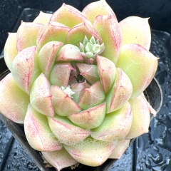 Real & Unique | Echeveria 'spring snow'