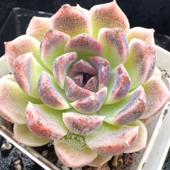 Real & Unique | Echeveria 'Purple Fairy'